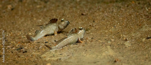 Periophthalmus barbarus crawls over the sand and mud and courtes himself and looks for a partner.