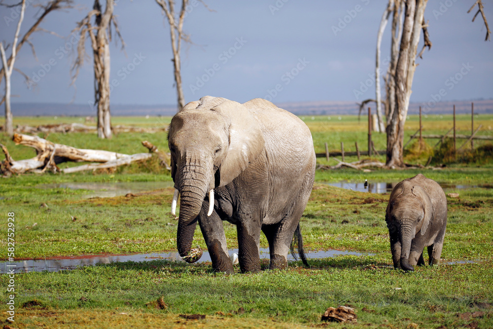 Fototapeta premium African Elephant with Calf (Loxodonta africana) Feeding. Amboseli, Kenya