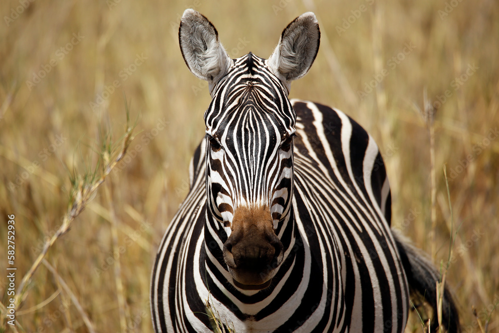 Fototapeta premium Close-up of a Zebra, Facing the Camera. Amboseli, Kenya