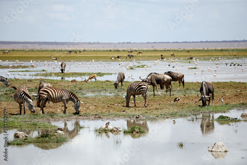 Savannah Scenery with Zebras, Wildebeests and Flamingos. Amboseli, Kenya
