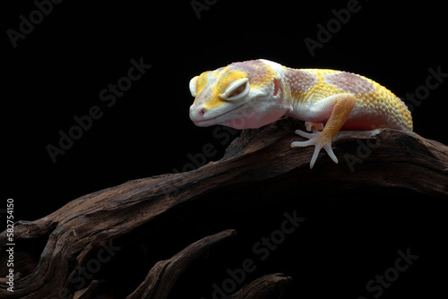 A gecko on a branch with a black background