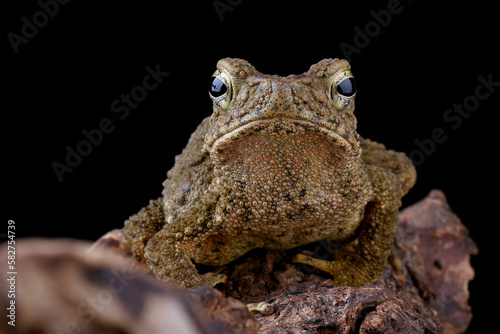 A frog's head is seen in this close-up image.