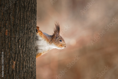cute young squirrel on tree with held out paw against blurred winter forest in background.