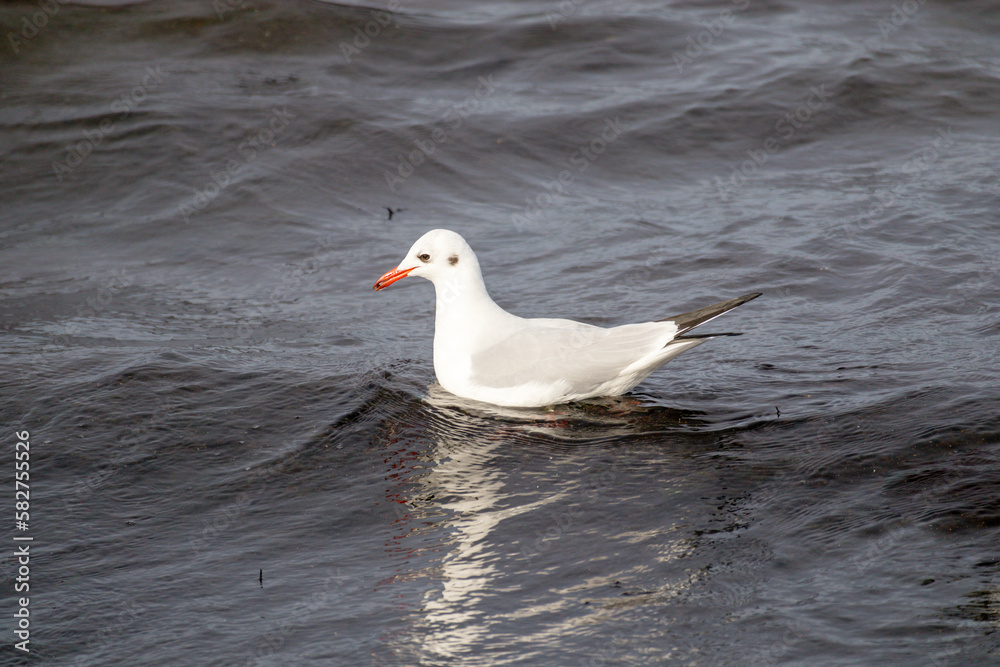 Obraz premium Seagulls walk on the sea with waves in the background
