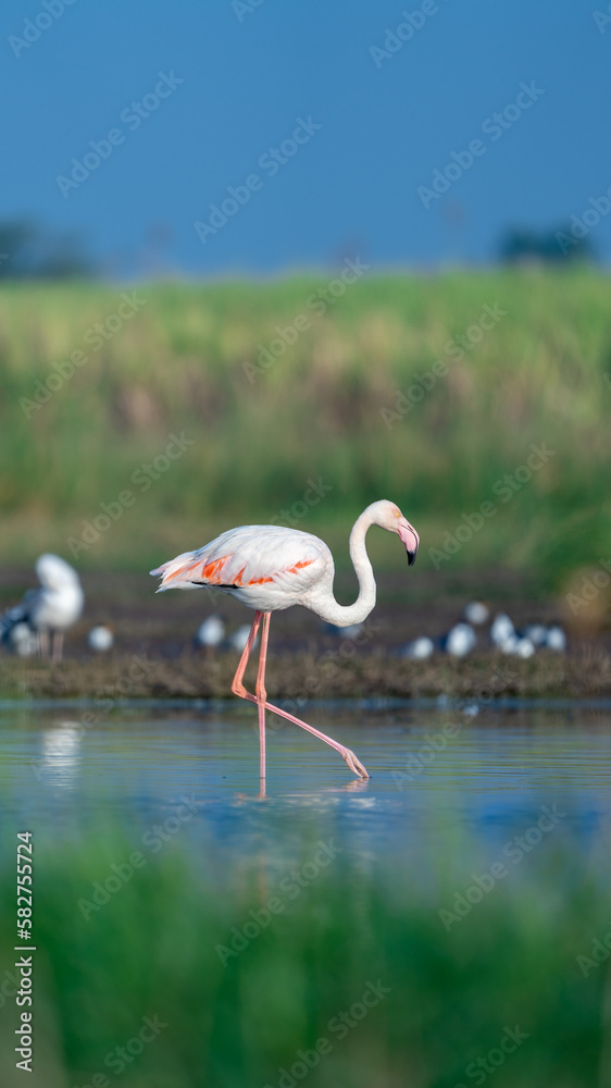 Obraz premium The greater flamingo (Phoenicopterus roseus)