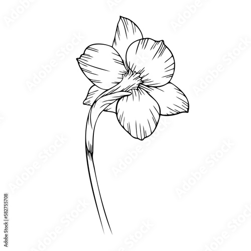 white dahlia flower isolated