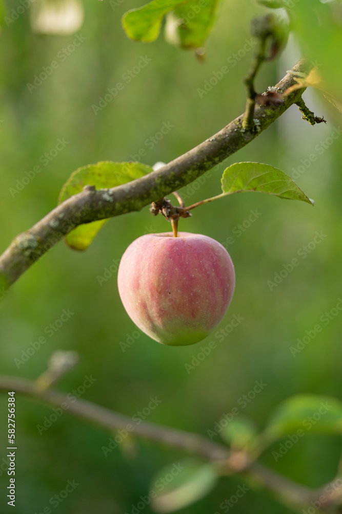 Vertical closeup shot of the half-red apple in the tree with green leaves in the daytime Vertical closeup shot of the half-red apple in the tree with green leaves in the daytime