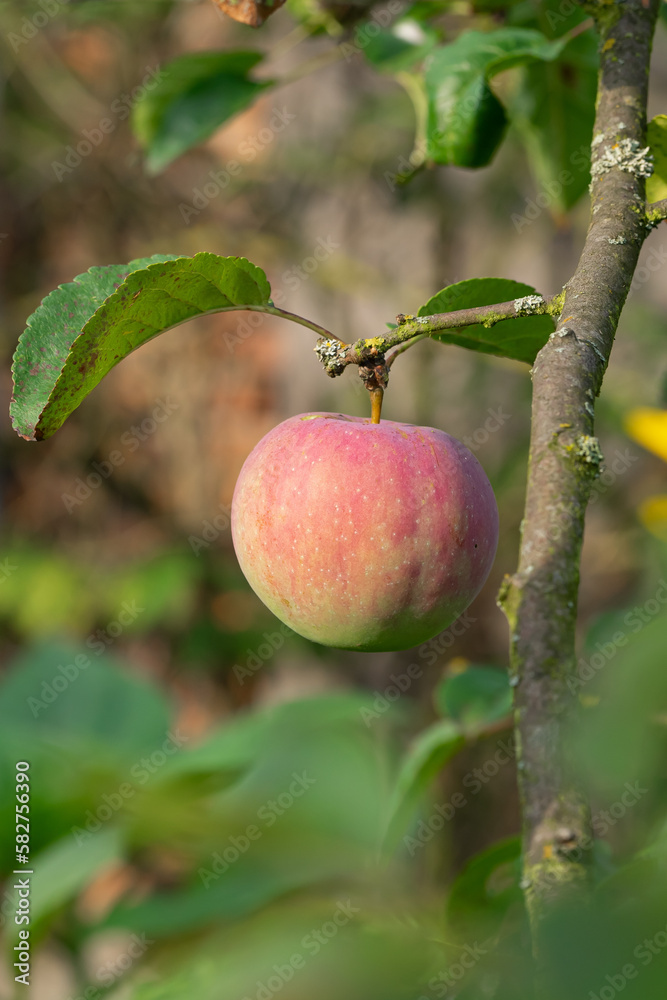Vertical closeup shot of the half-red apple in the tree with green leaves in the daytime Vertical closeup shot of the half-red apple in the tree with green leaves in the daytime