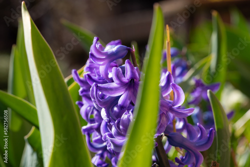 Closeup shot of purple Hyacinthus in the garden