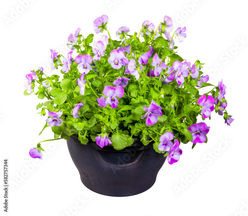 Fototapeta Naklejka Na Ścianę i Meble -  Isolated pottet violet flowers