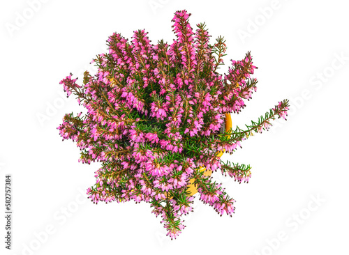 Tableau sur toile Isolated potted winter-flowering heather plant