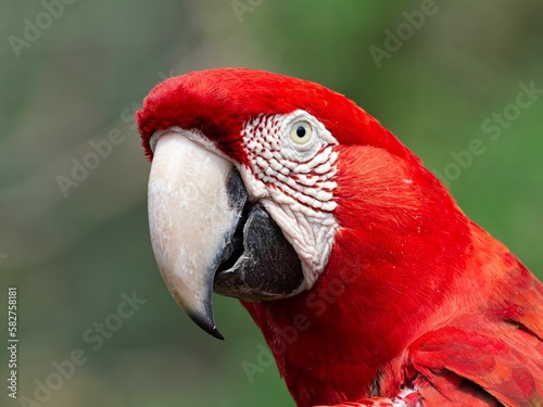 Closeup shot of a scarlet macaw in Santa Cruz de la Sierra, Bolivia