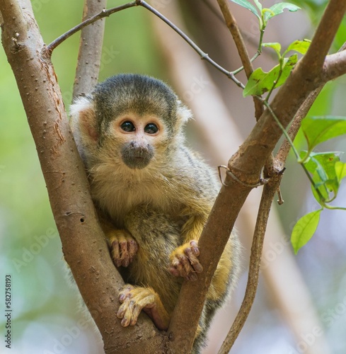 Cute Central American squirrel monkey on the tree branch © Ángel Miguel Caballero/Wirestock Creators
