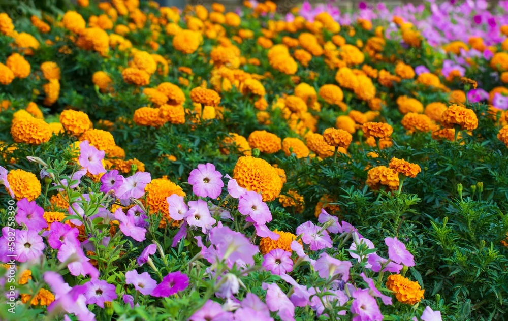 Blossom Marigolds and  Petunias in the Miracle Garden of Dubai