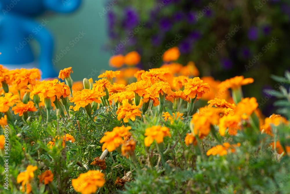 Blossom Marigolds in the Miracle Garden of Dubai