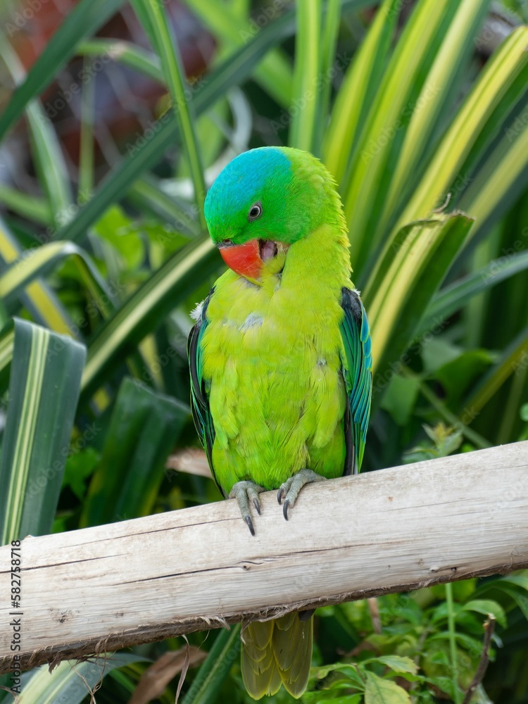Obraz premium Blue-naped parrot in the Green Planet park in Dubai