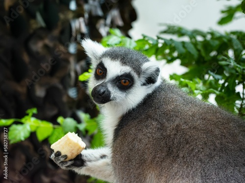 Lemur in the green planet of Dubai