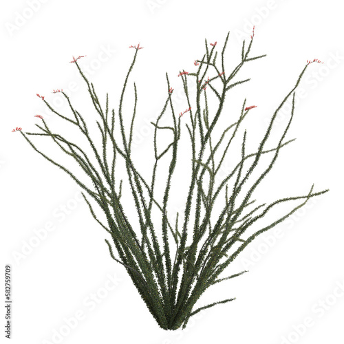 3d illustration of fouquieria splendens bush isolated on transparent background photo
