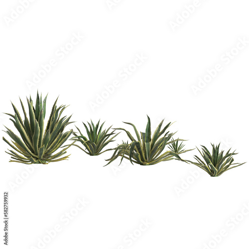 3d illustration of agave americana bush isolated on transparent background