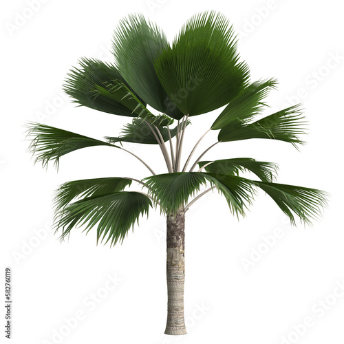 3d illustration of pritchardia pacifica palm isolated on transparent background photo