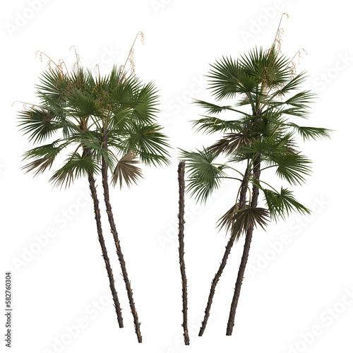 3d illustration of acoelorrhaphe wrightii palm isolated on transparent background