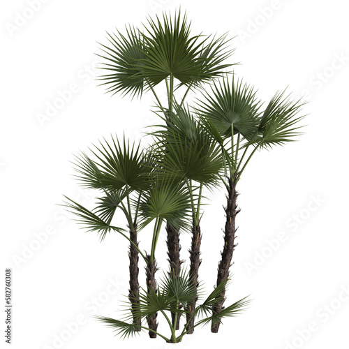 3d illustration of acoelorrhaphe wrightii palm isolated on transparent background © TrngPhp