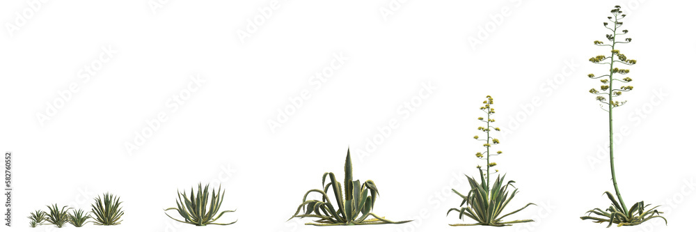 3d illustration of set agave americana bush isolated on transparent background