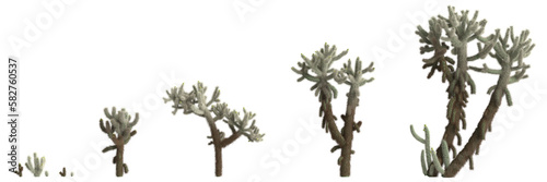 3d illustration of set cholla luminance bush isolated on tranpasrent background photo