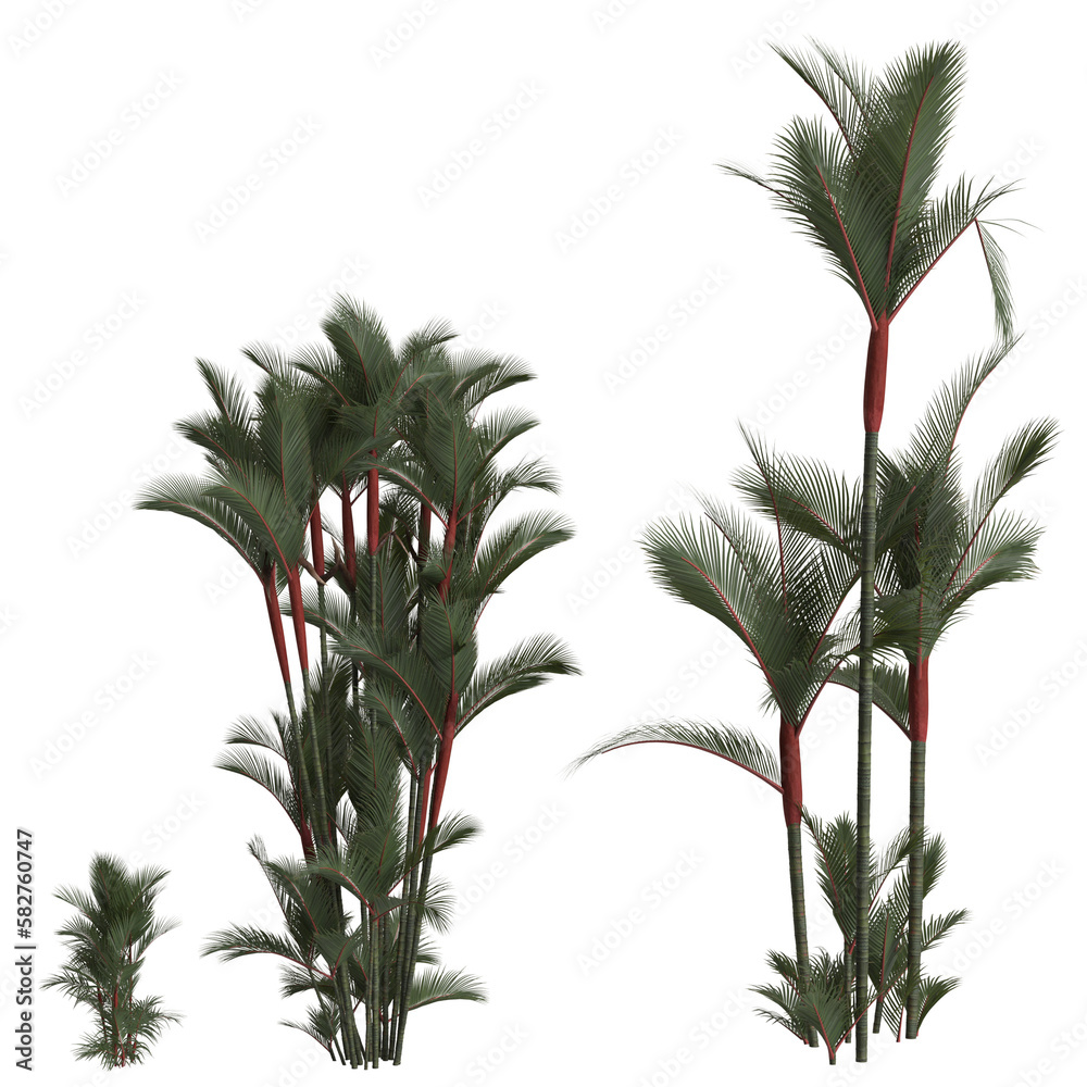 3d illustration of set cyrtostachys renda palm isolated on transparent background
