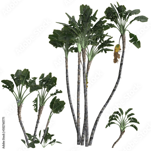 3d illustration of set strelitzia nicolai tree isolated on transparent background photo