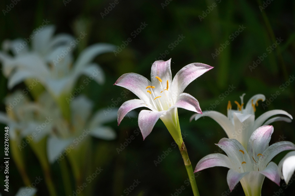 Fototapeta premium Atamasco-lily photographed in the wild