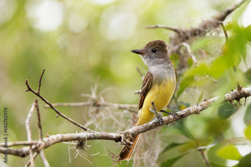 Fototapeta premium A great crested flycatcher, a medium-sized bird with a yellow belly, in west central Florida