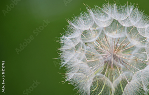 Dandelion seeds on a sunny green background, stock photo.