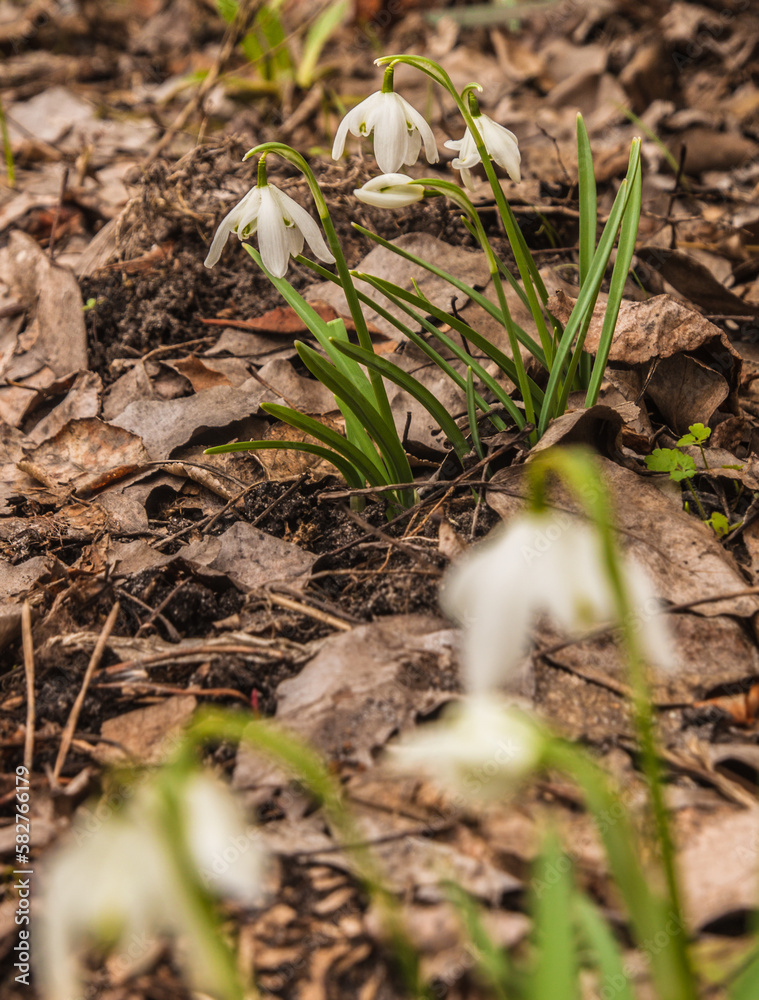 Double snowdrop (Galanthus nivalis) Flore Pleno Double snowdrop (Galanthus nivalis) Flore Pleno