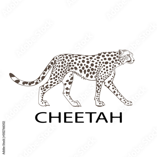 cheetah vector sprinter. hand drawn animal illustration