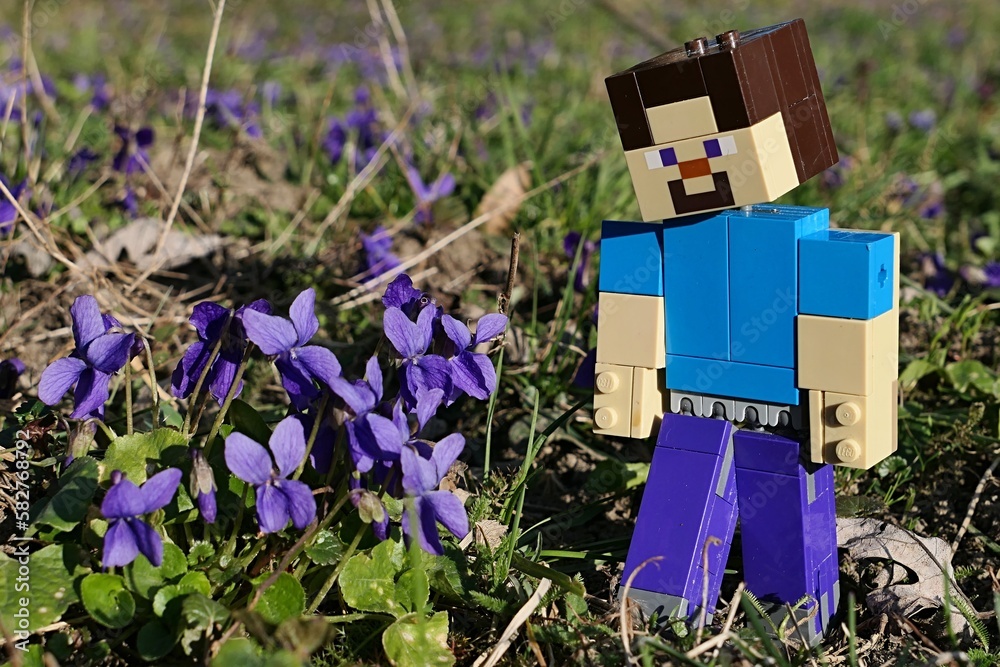 Fototapeta premium LEGO Minecraft figure of Steve is adoring wood violet flowers, latin name Viola Odorata, in spring lawn, daylight sunshine. 