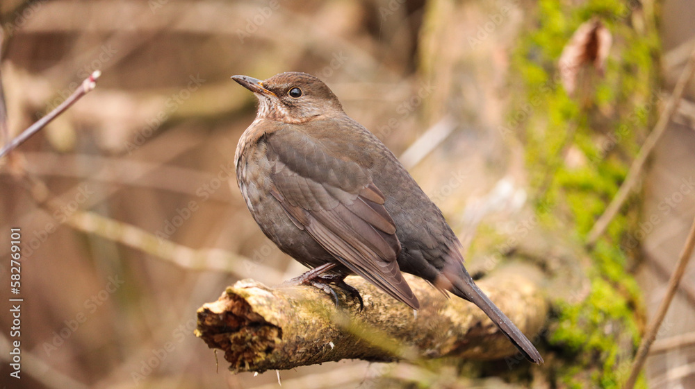 thrush on a branch thrush on a branch