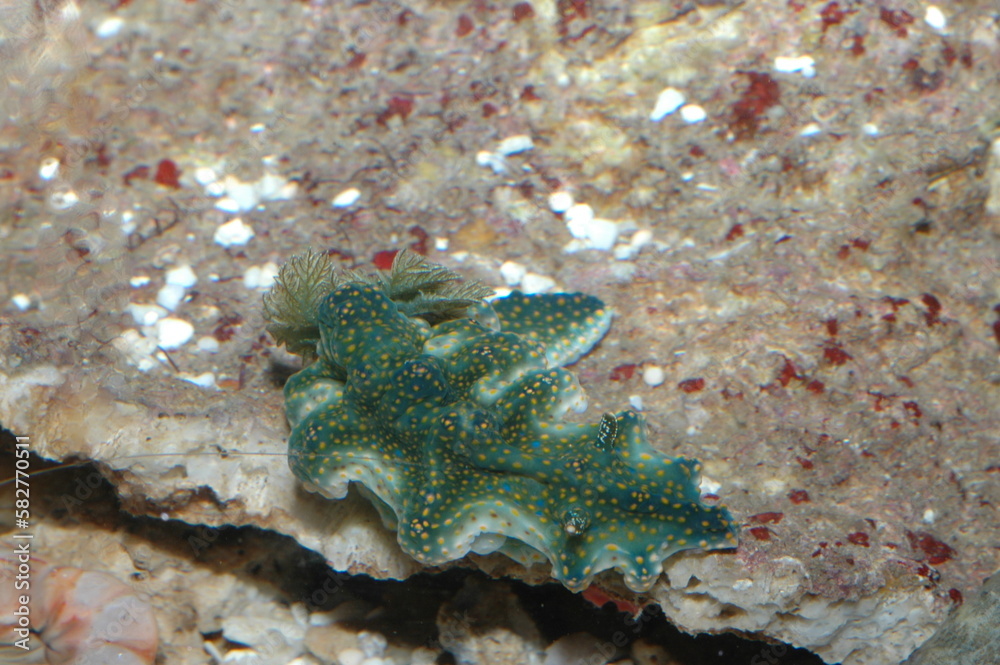 phyllidia varicosa underwater shot in the lake. Wild life animal. Fish in the natural habitat with nice background. phyllidia varicosa underwater shot in the lake. Wild life animal. Fish in the natural habitat with nice background.