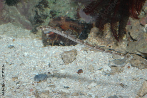 Pipeline underwater shot in the lake. Wild life animal. Fish in the natural habitat with nice background.