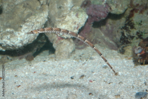 Pipeline underwater shot in the lake. Wild life animal. Fish in the natural habitat with nice background.