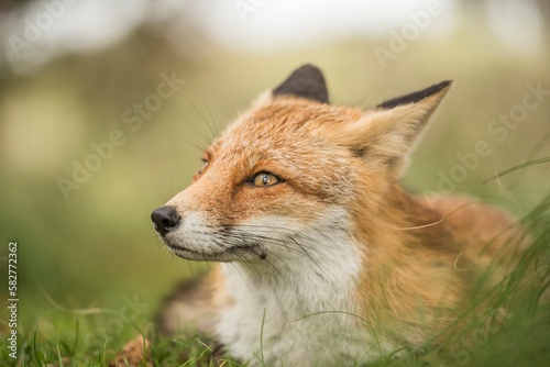 Close-up of a cute fox lying in soft green grass. Wldlife, wilderness, AWD. Amsterdamse waterleidingduinen.