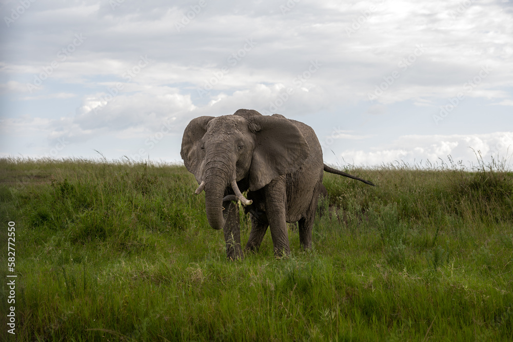 Obraz premium big elephant in the savannah of Africa