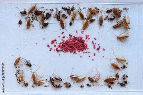 many cockroaches caught in the sticky trap, insect control at home, cockroach bait lured many big and small cockroaches into the sticky trap © ig_royal