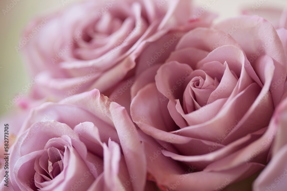 Pink-lilac flowers roses closeup, floral background postcard, blur, selective focus. Pink-lilac flowers roses closeup, floral background postcard, blur, selective focus.