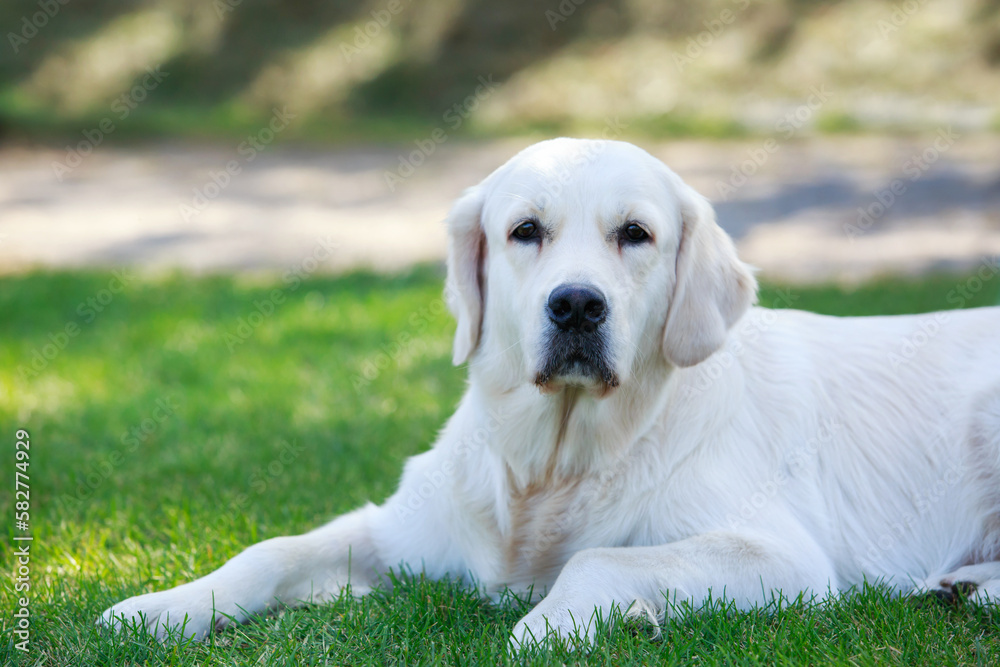 Dog breed Labrador Retriever