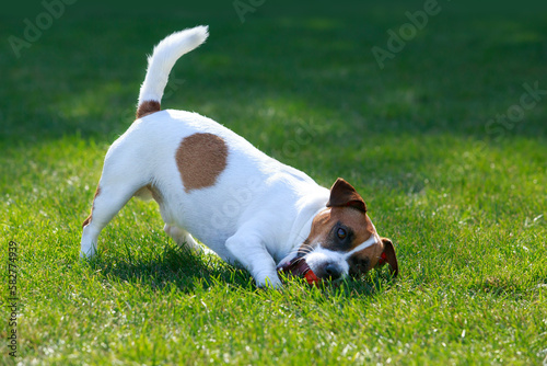 Fototapeta Naklejka Na Ścianę i Meble -  Dog breed Jack Russell Terrier