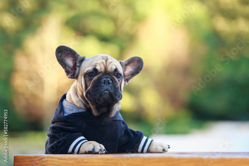 Dog breed french bulldog © deviddo