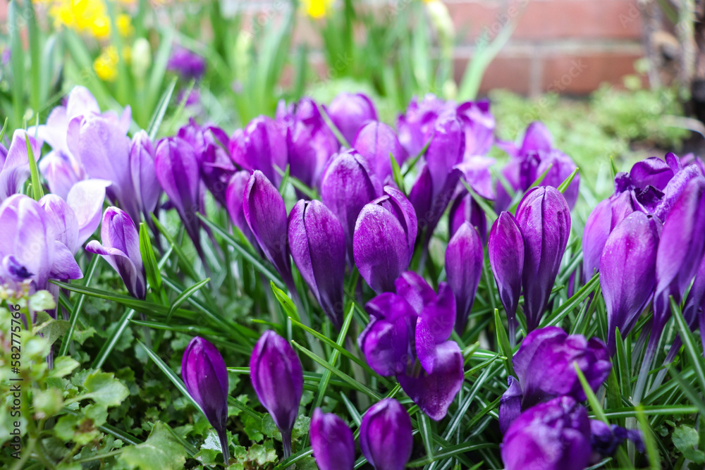 spring landscape. blooming crocuses in the city park spring landscape. blooming crocuses in the city park