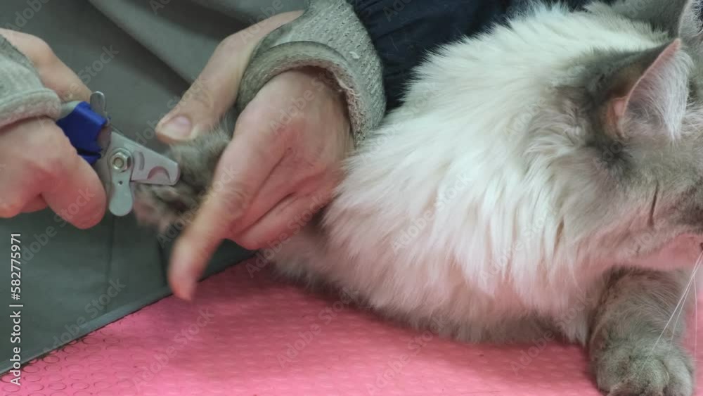 Pet grooming, cat claw grooming, cat grooming. Pets care Pet grooming, cat claw grooming, cat grooming. Pets care