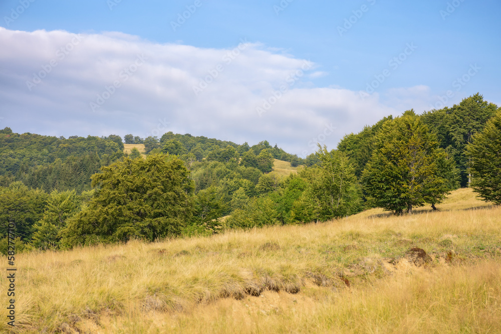 forested landscape of ukrainian mountains. countryside scenery with green beech trees on the grassy hills and meadows in afternoon light